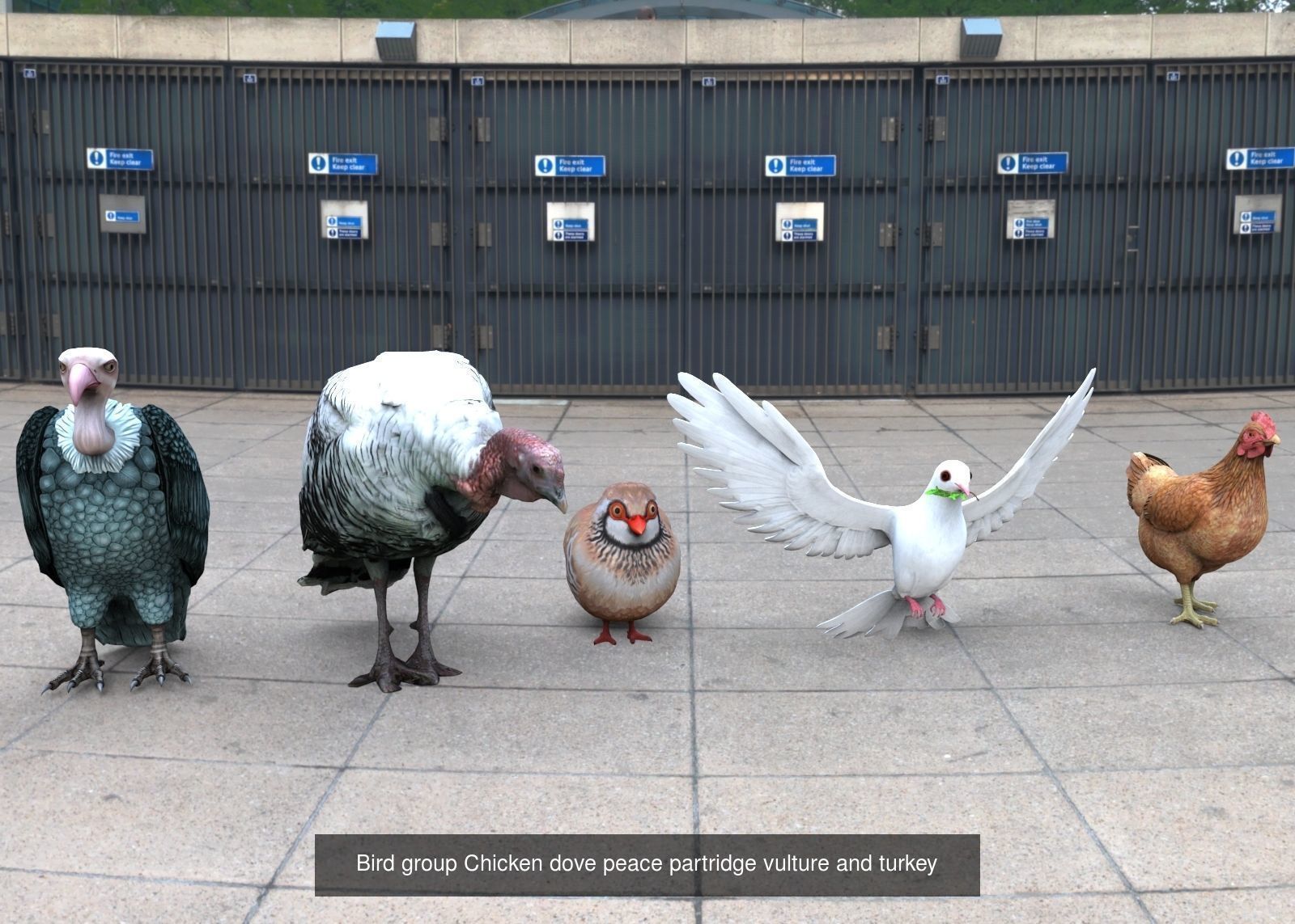 Animal and Bird collection of large number with premium quality _3