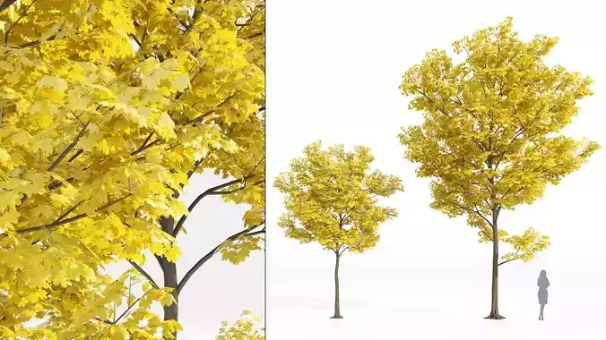 Yellow leaf autumn tree