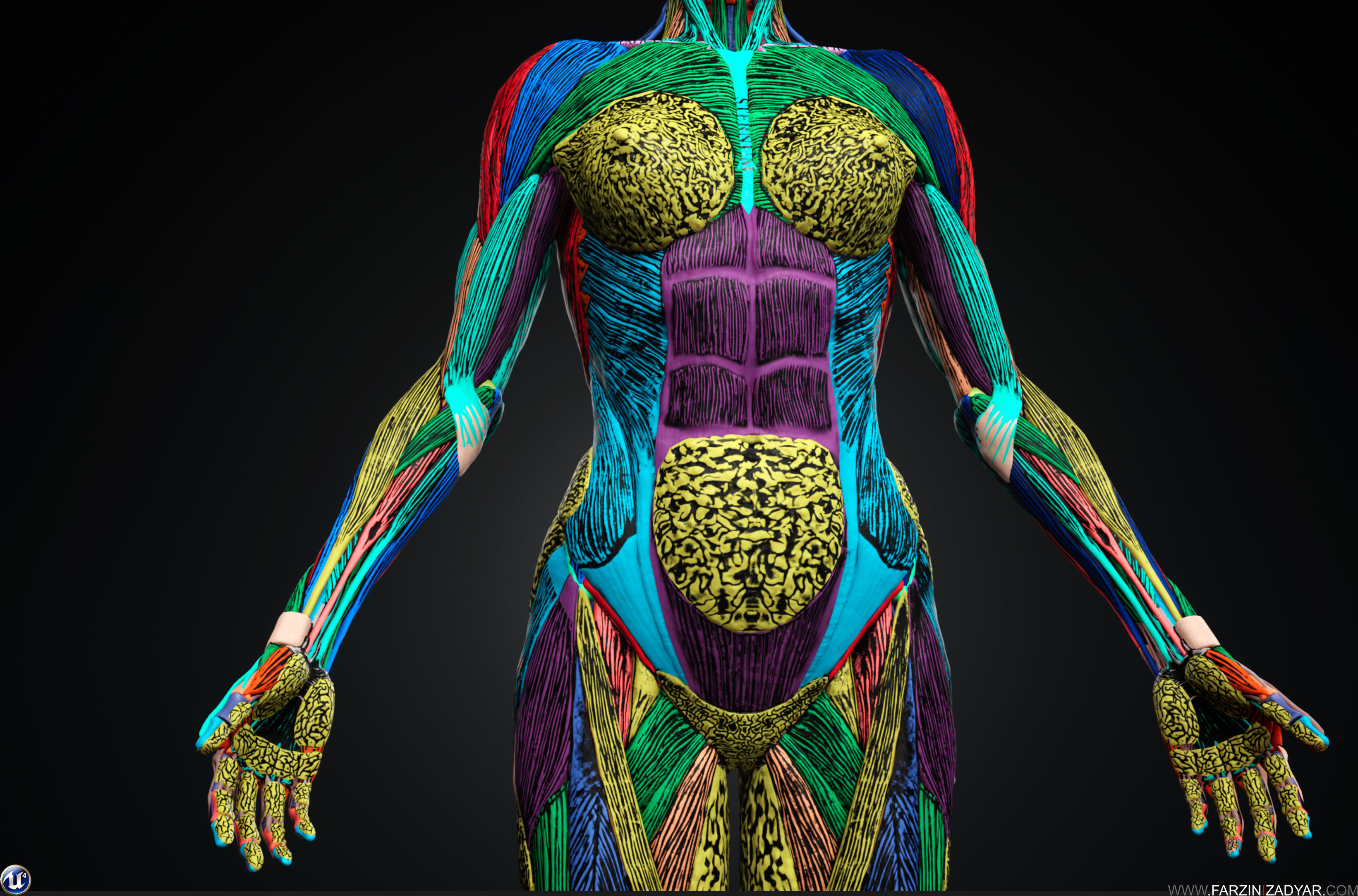 Female Anatomy Kit Commercial License Low-poly 3D model_7