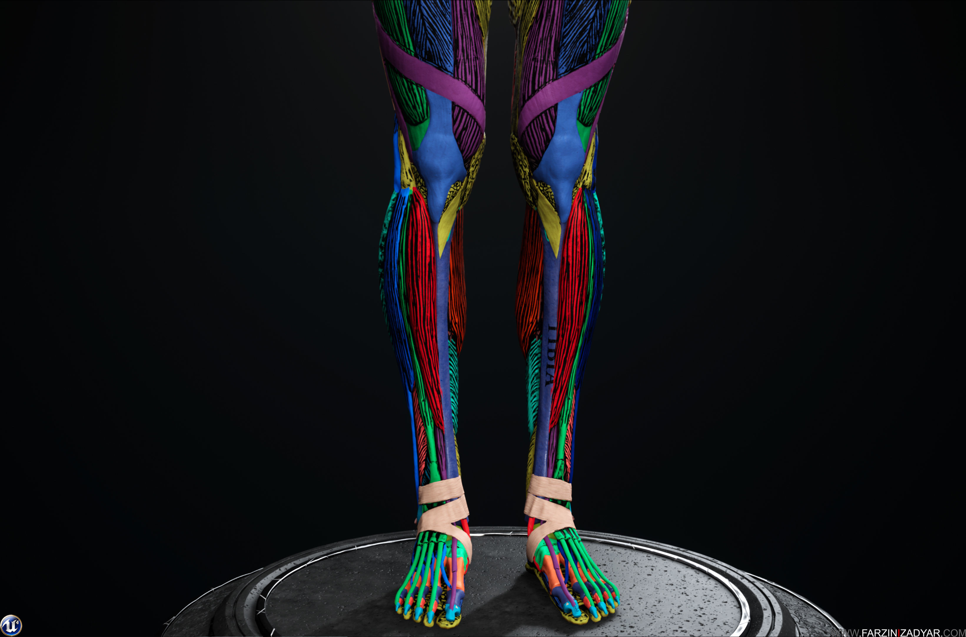 Female Anatomy Kit Commercial License Low-poly 3D model_8