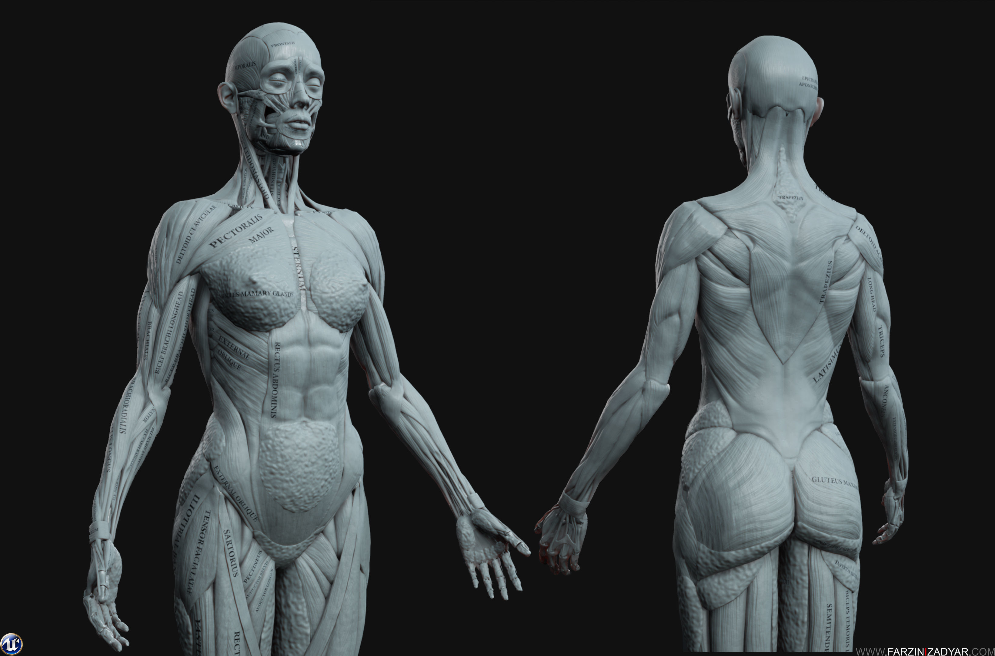 Female Anatomy Kit Commercial License Low-poly 3D model_11