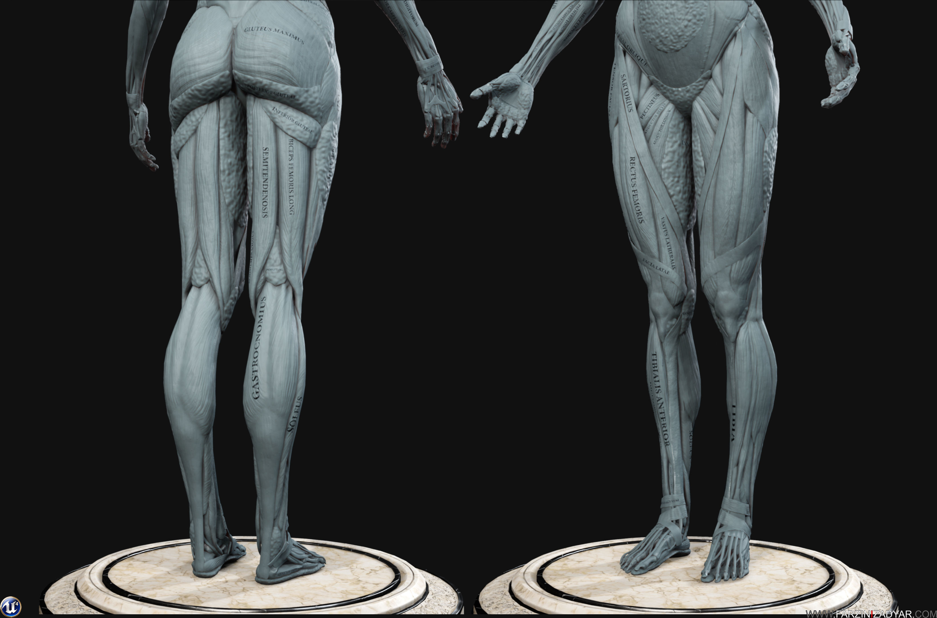 Female Anatomy Kit Commercial License Low-poly 3D model_10