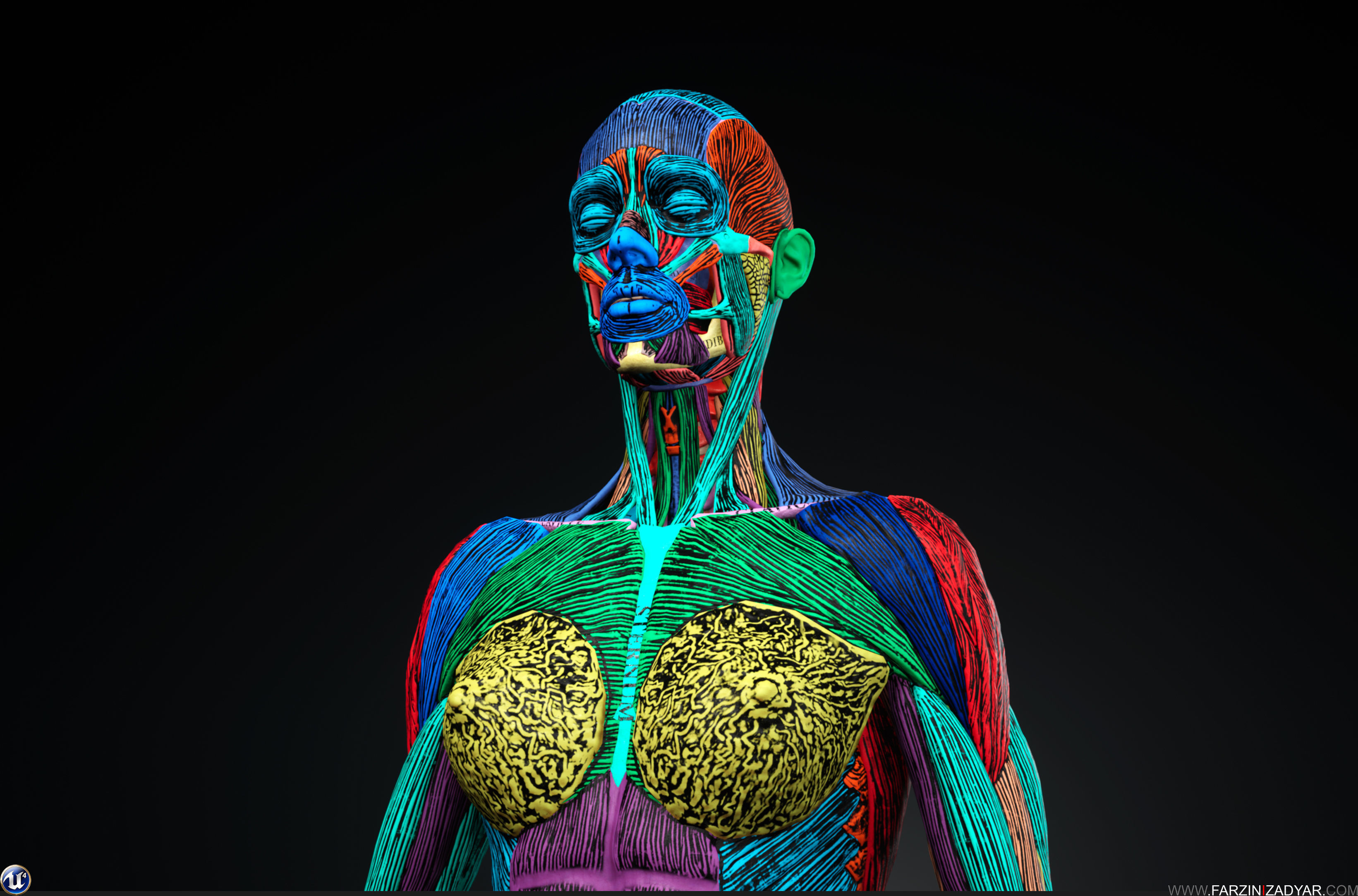 Female Anatomy Kit Commercial License Low-poly 3D model_6