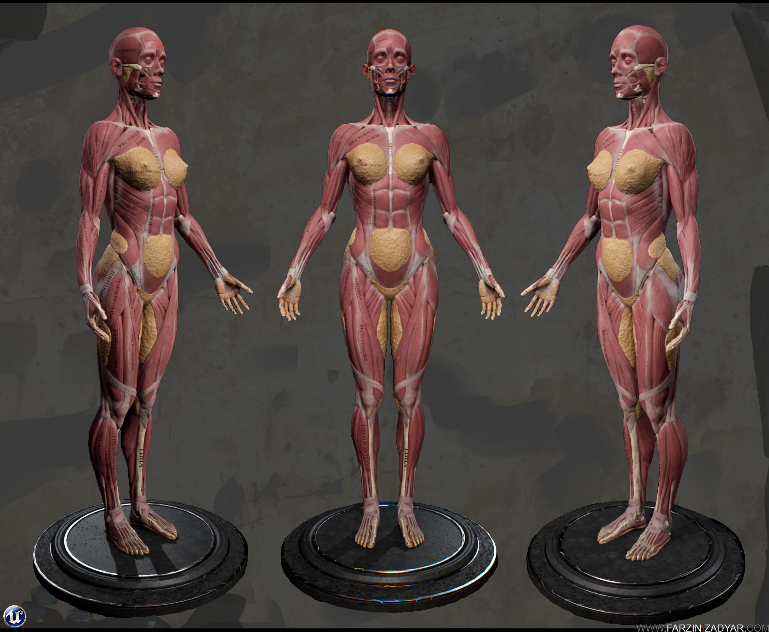 Female Anatomy Kit Commercial License Low-poly 3D model_15