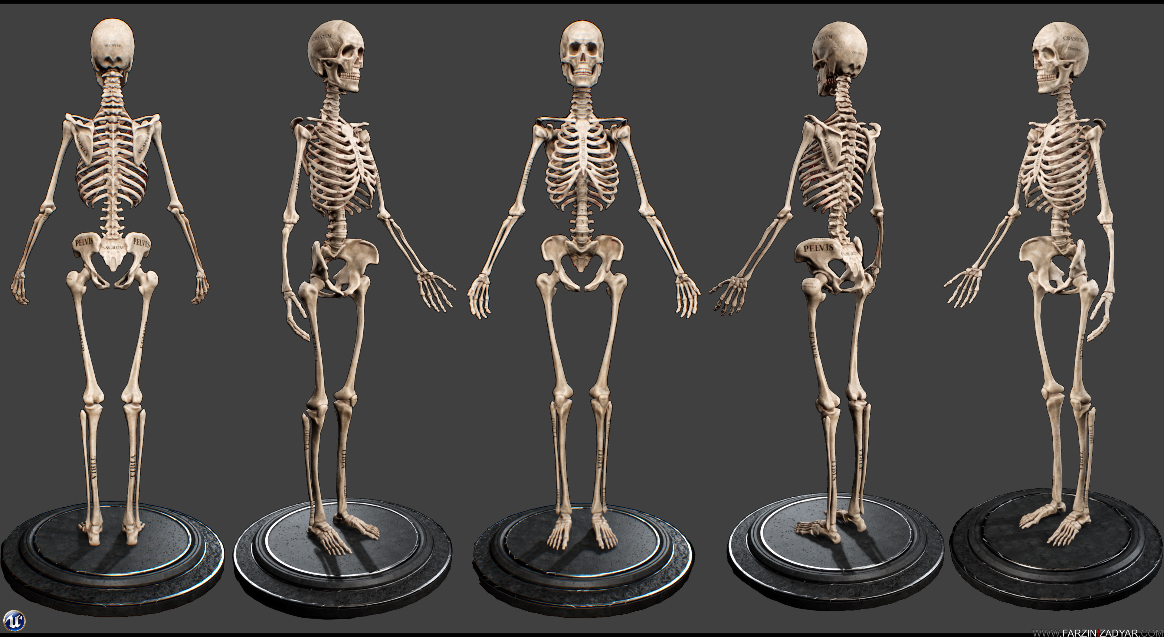 Female Anatomy Kit Commercial License Low-poly 3D model_17