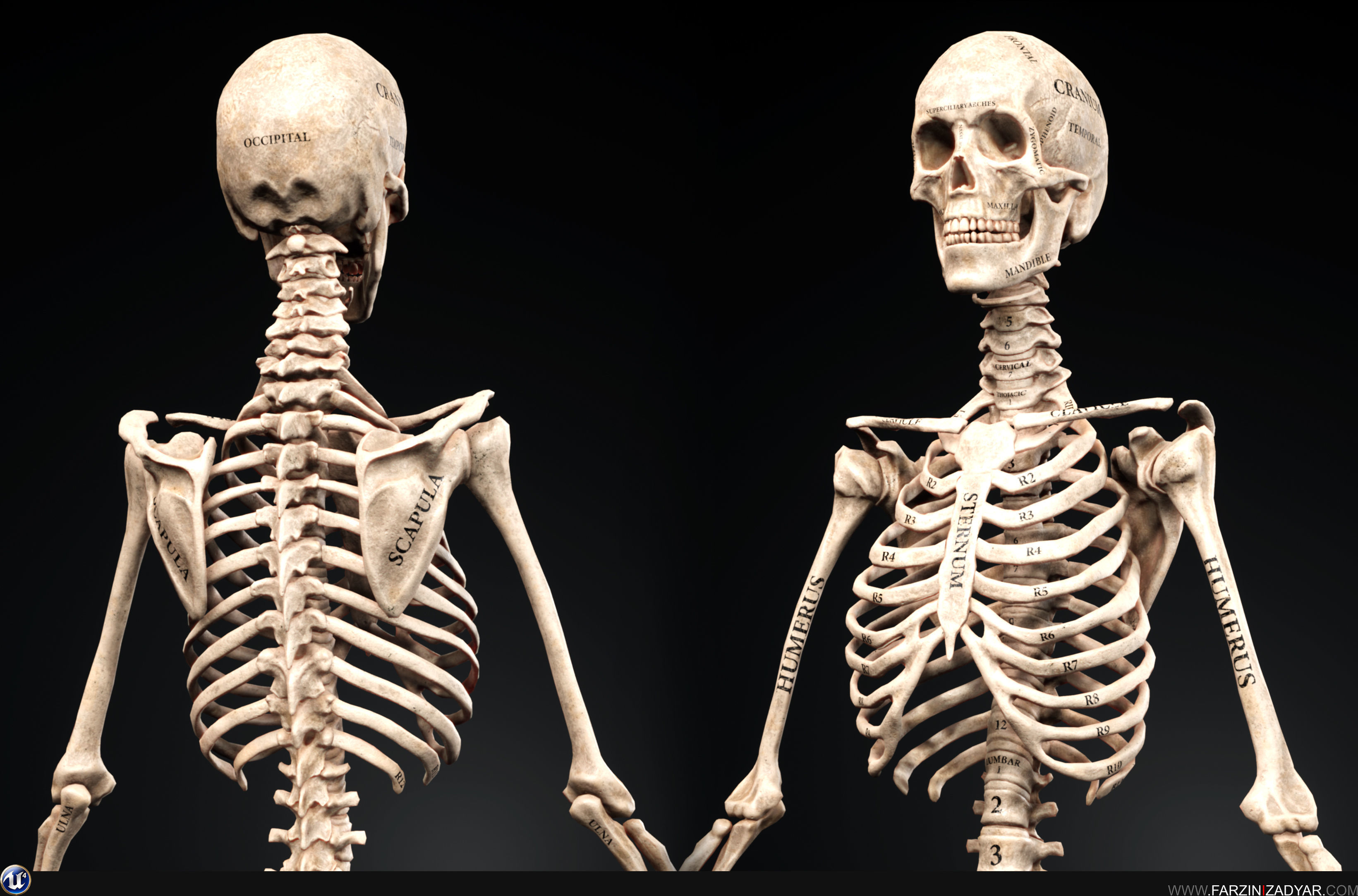 Female Anatomy Kit Commercial License Low-poly 3D model_16