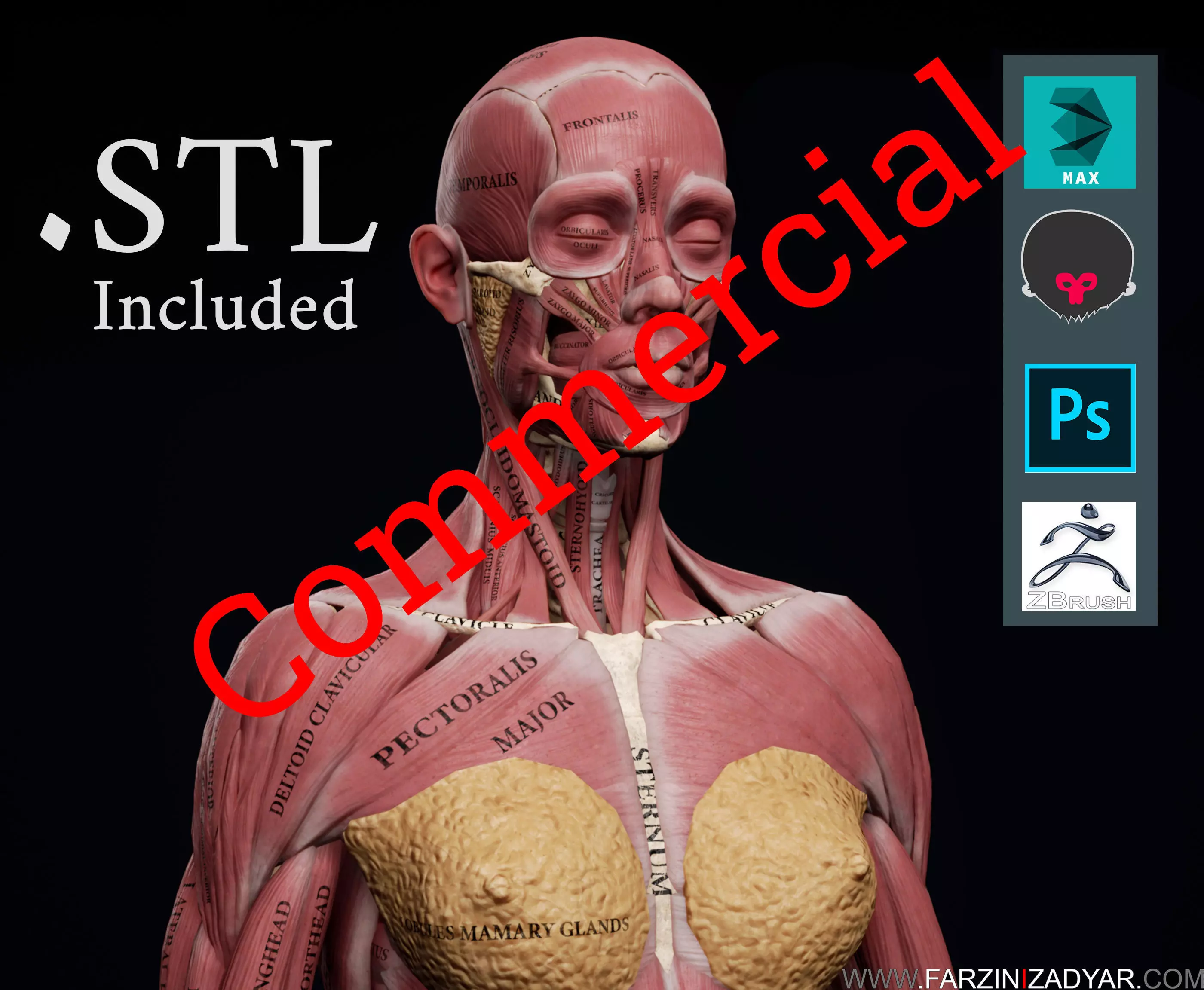 Female Anatomy Kit Commercial License Low-poly 3D model_0