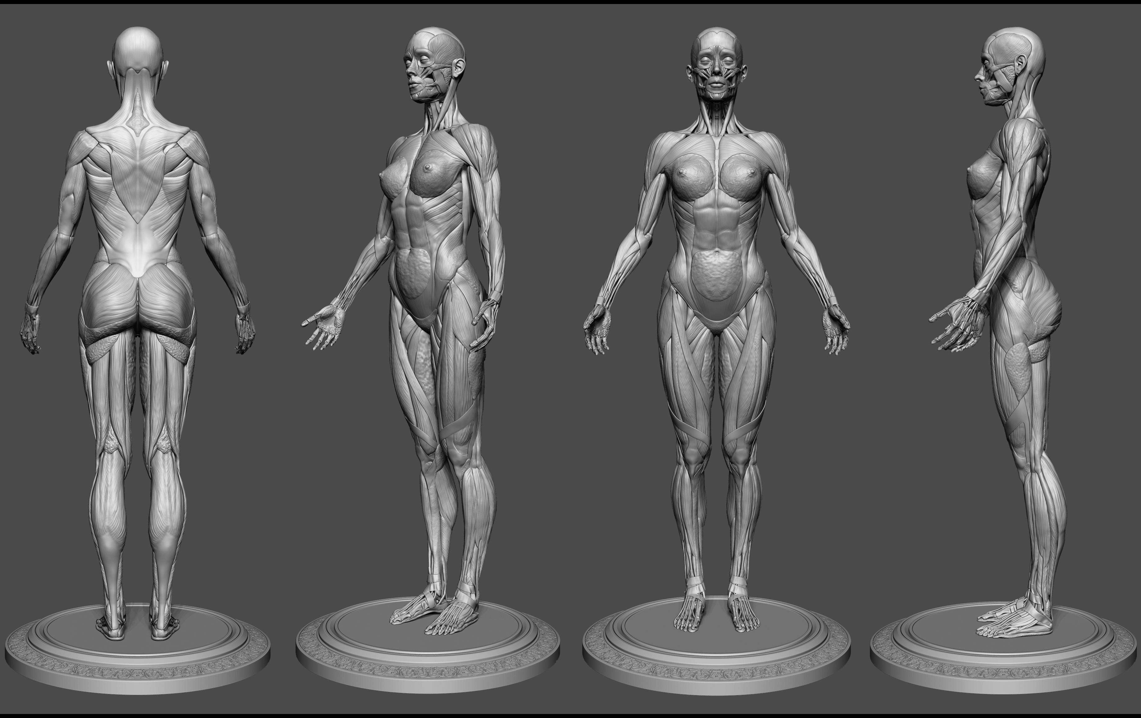 Female Anatomy Kit Commercial License Low-poly 3D model_18