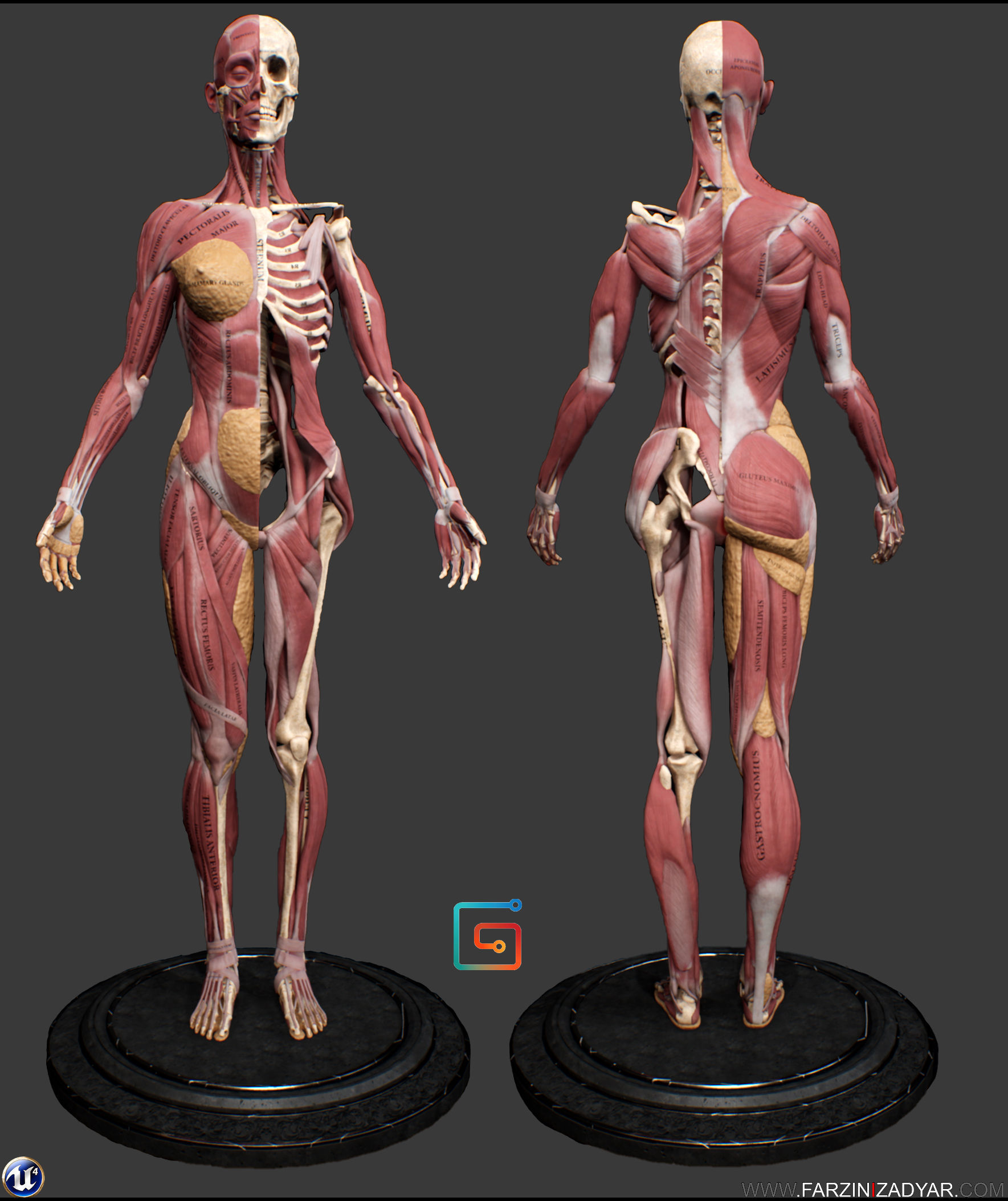 Female Anatomy Kit Commercial License Low-poly 3D model_12