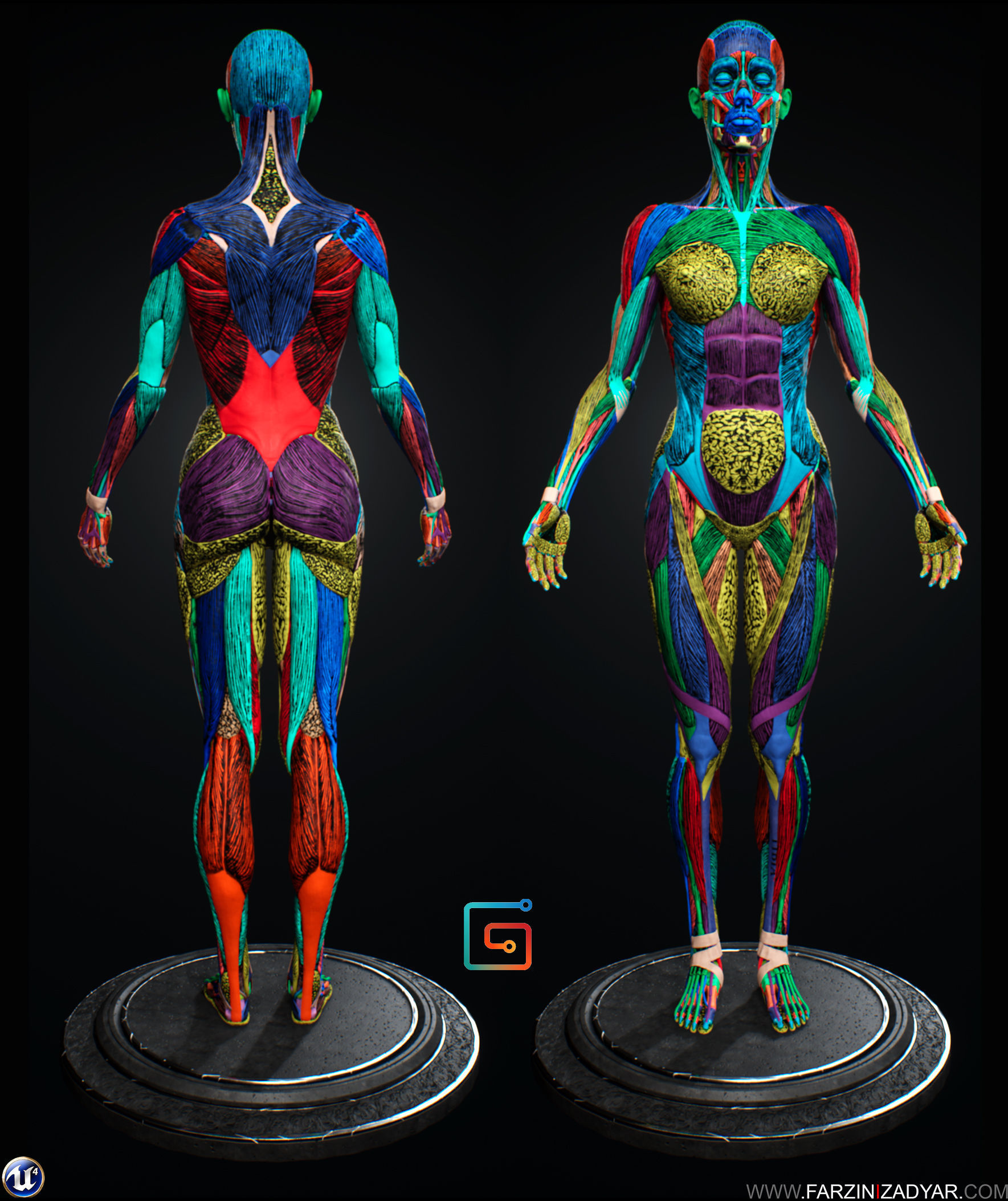 Female Anatomy Kit Commercial License Low-poly 3D model_9