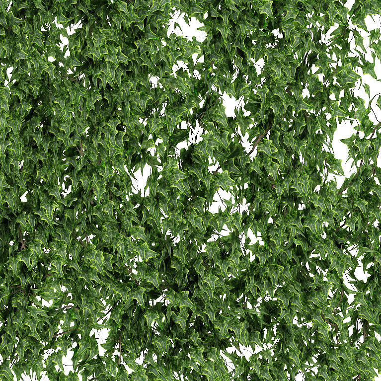 Ivy walls 2 models v2 3D model_2