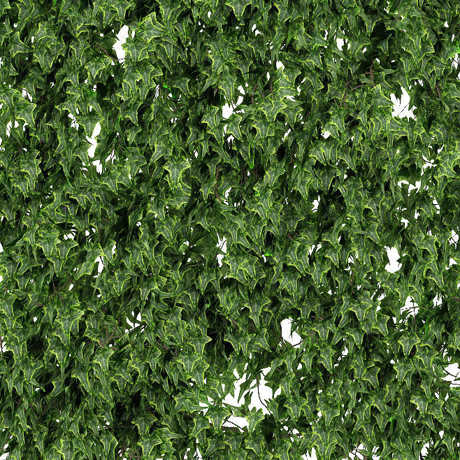 Ivy walls 2 models v2 3D model_1