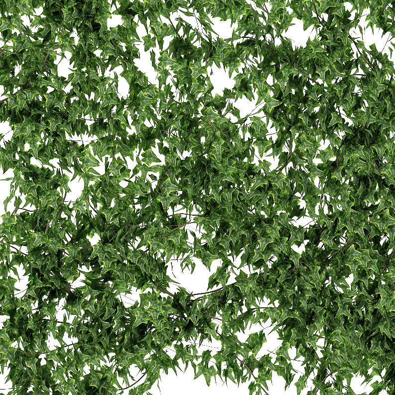 Ivy walls 2 models v2 3D model_3