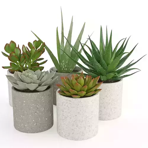 Houseplant 63 3D model