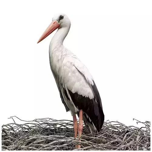 Stork in nest 3D model