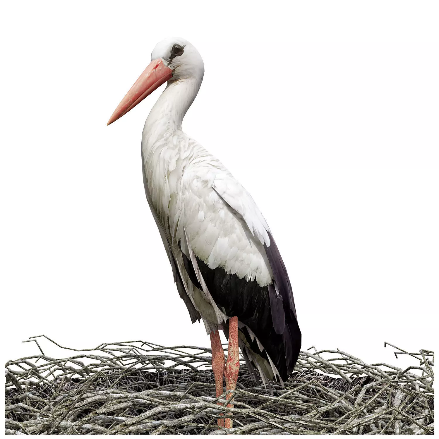 Stork in nest 3D model_0