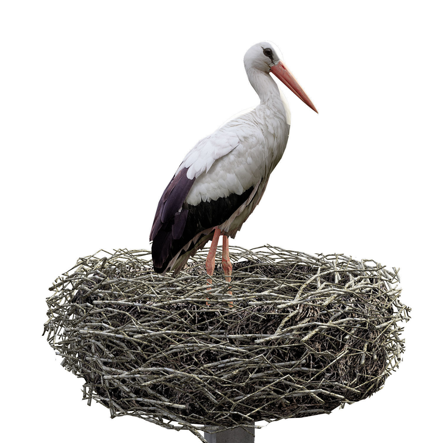 Stork in nest 3D model_1