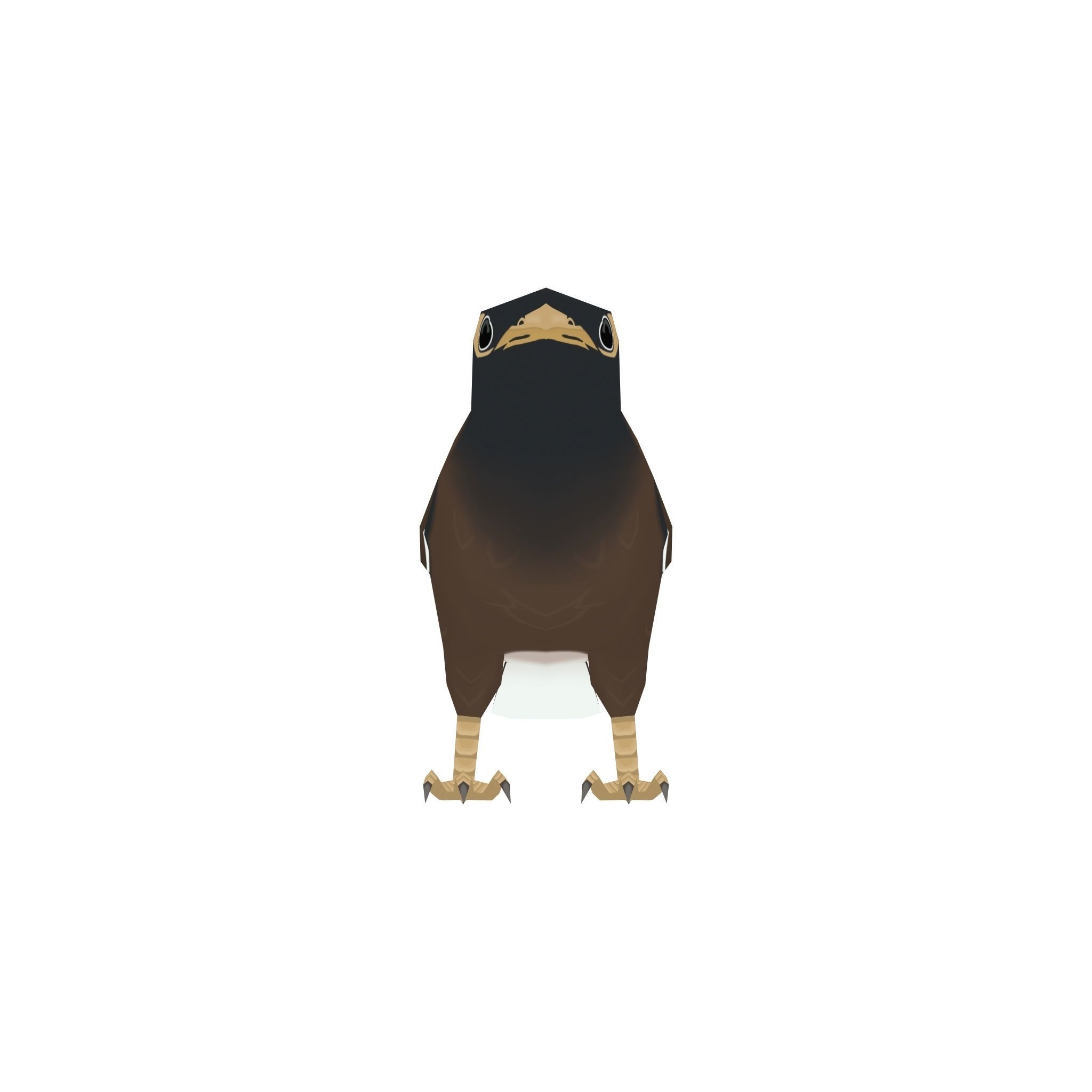 Common myna Low-poly 3D model_2
