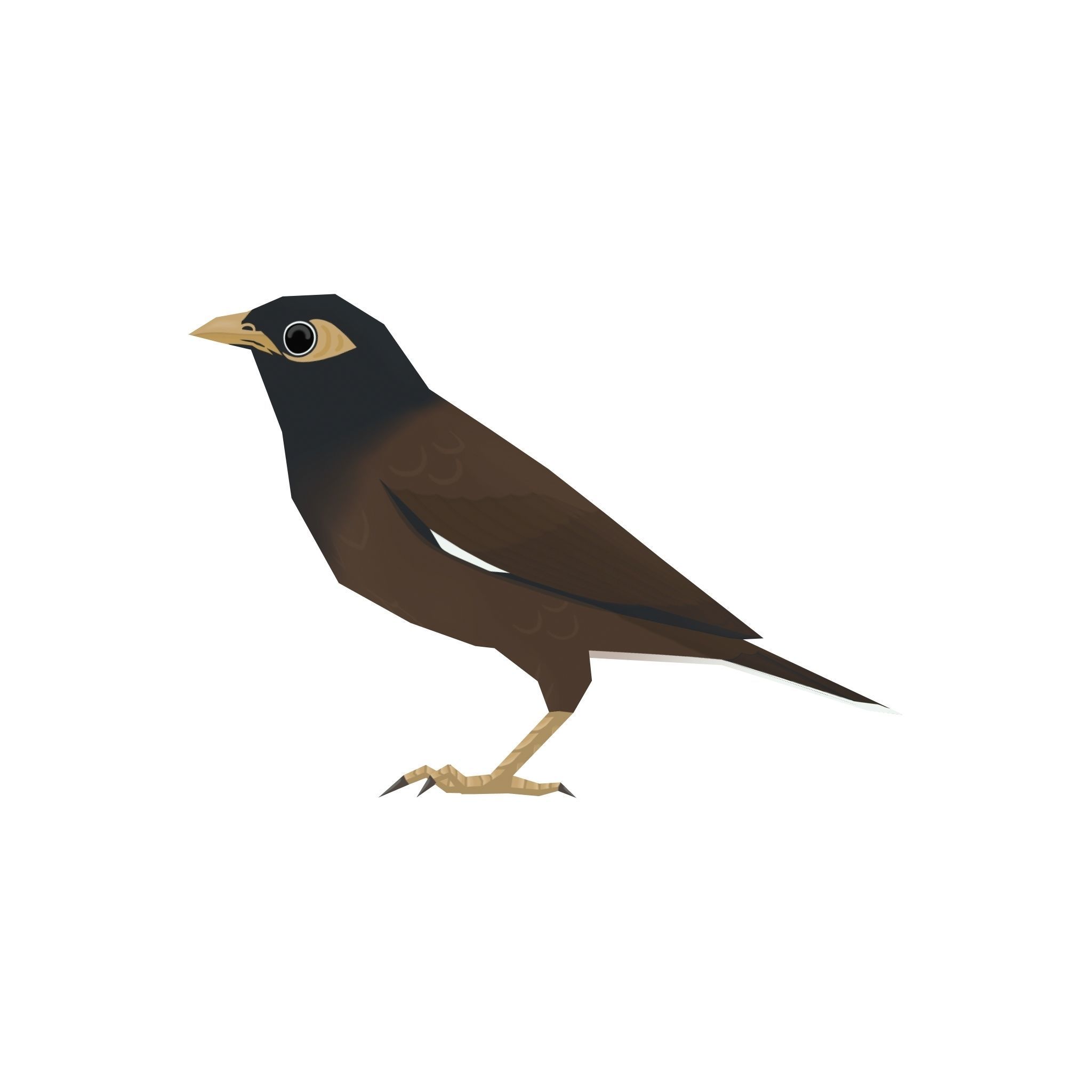 Common myna Low-poly 3D model_1