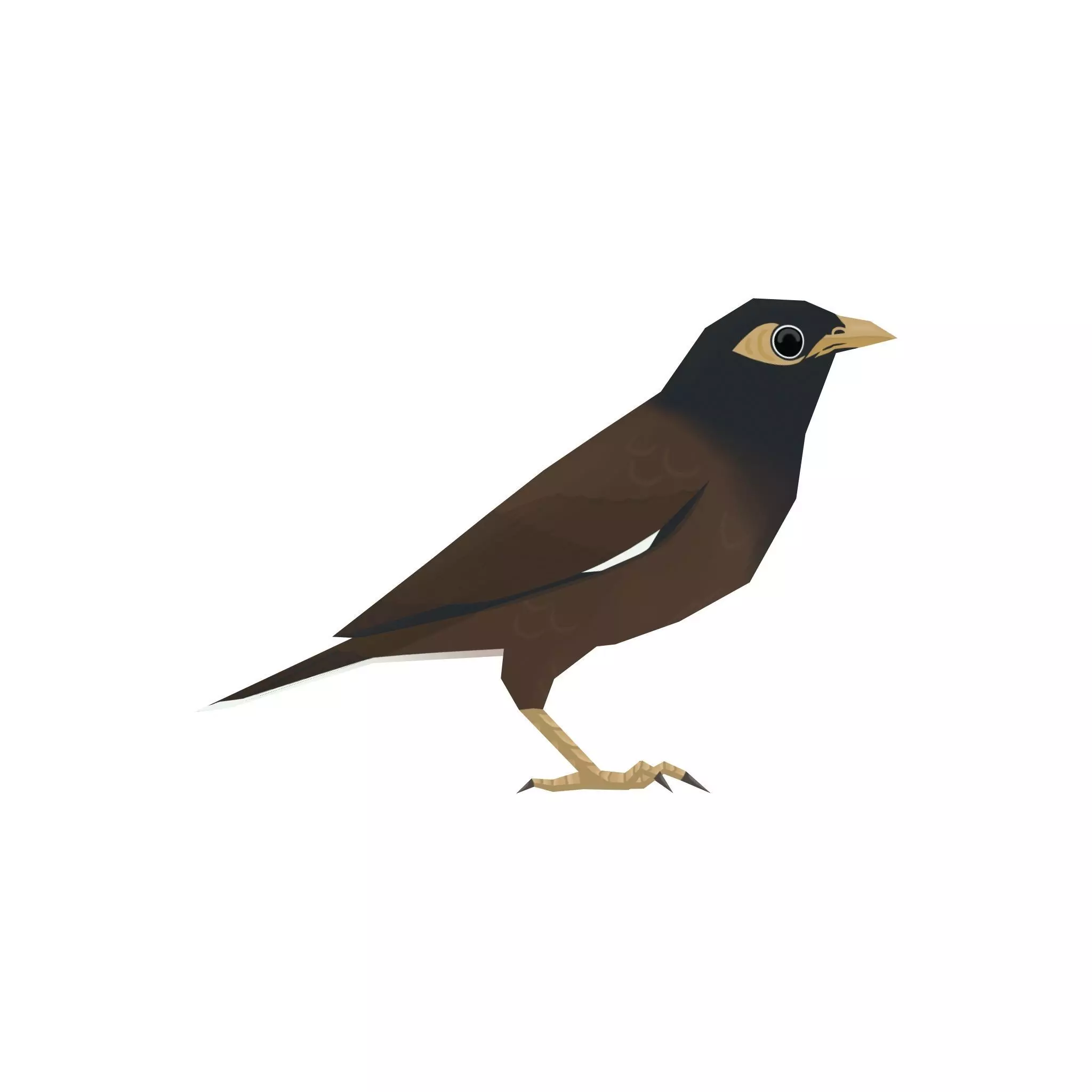 Common myna Low-poly 3D model_0