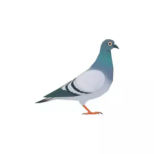 Pigeon