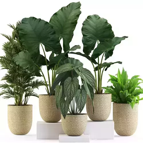 Plants collection 544 3D model