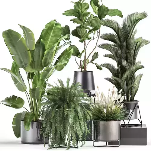 Houseplants in a rust flowerpot for the interior 996 3D model
