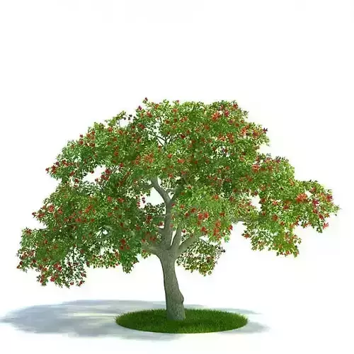 Tree With Red Flower Branches