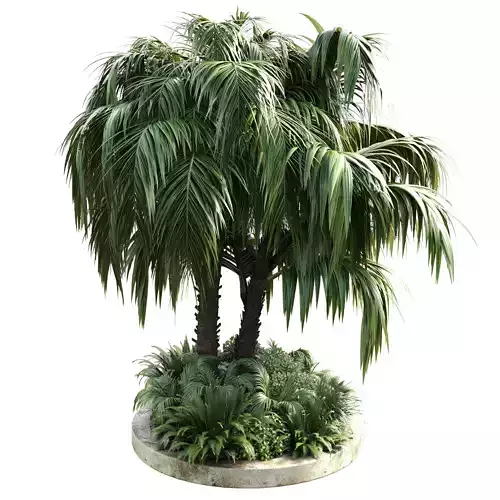 Collection outdoor garden tree palm bush fern concrete dirt old