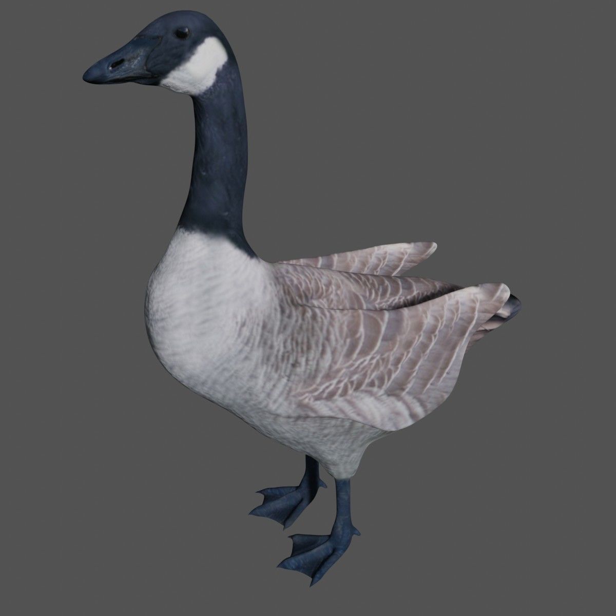 Canadian Goose  3D model_1