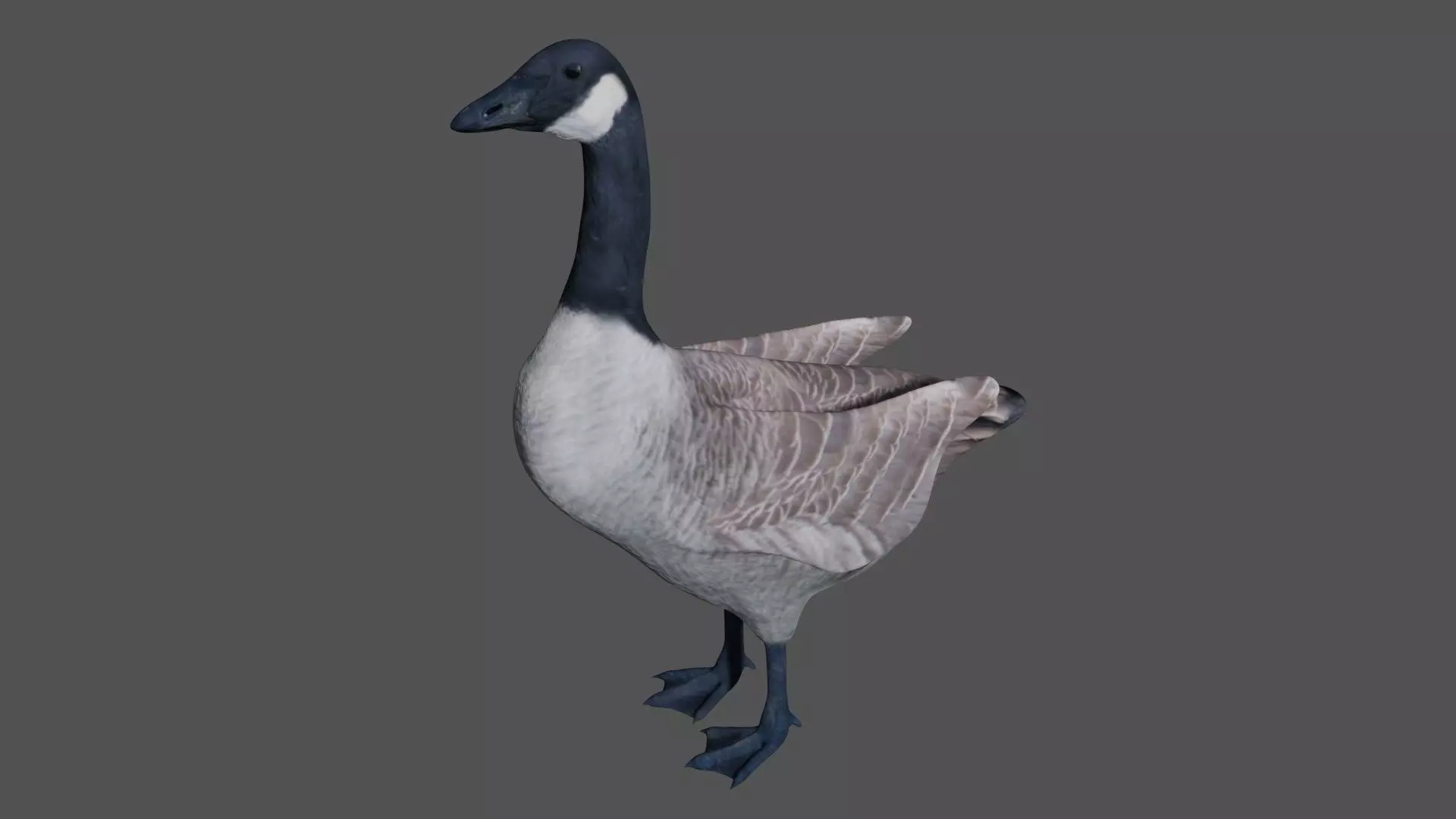 Canadian Goose  3D model_0