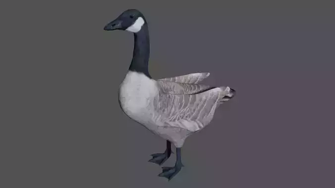 Canadian Goose  3D model