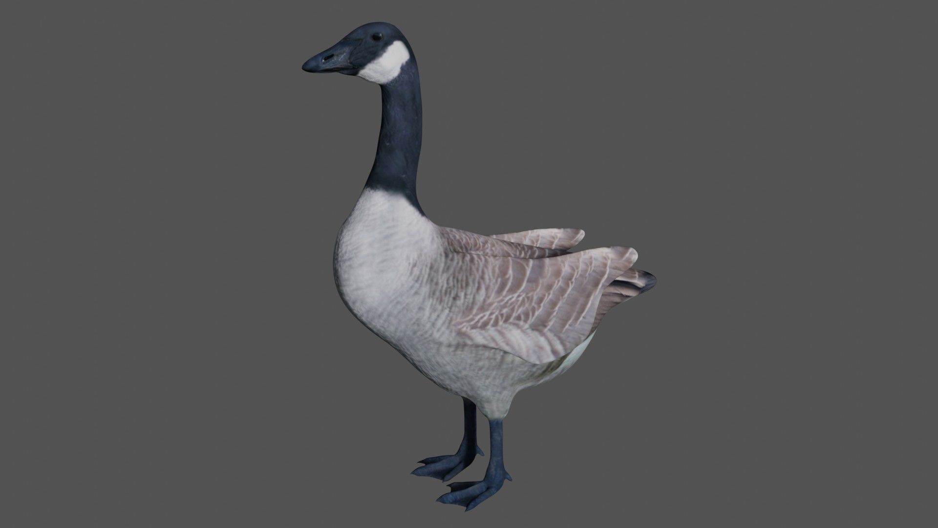 Canadian Goose  3D model_2