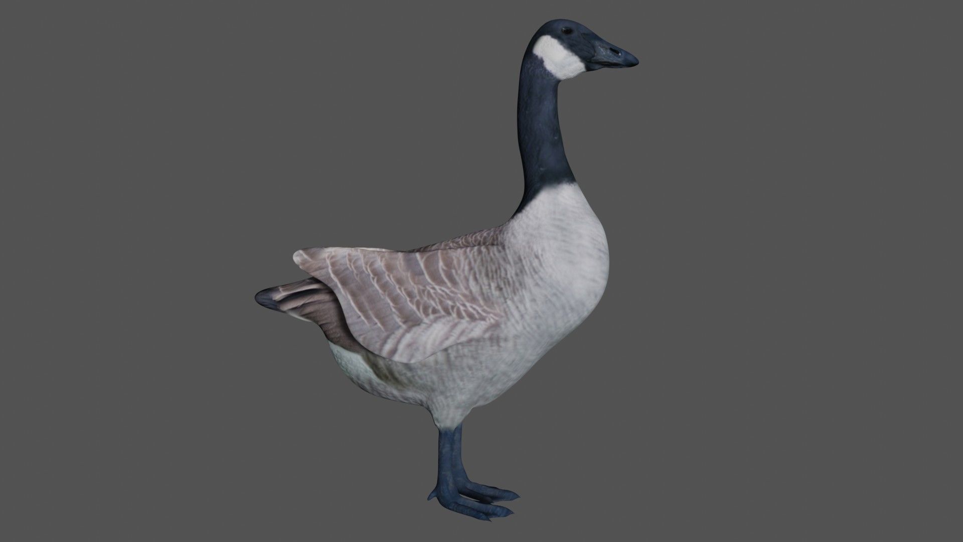 Canadian Goose  3D model_4