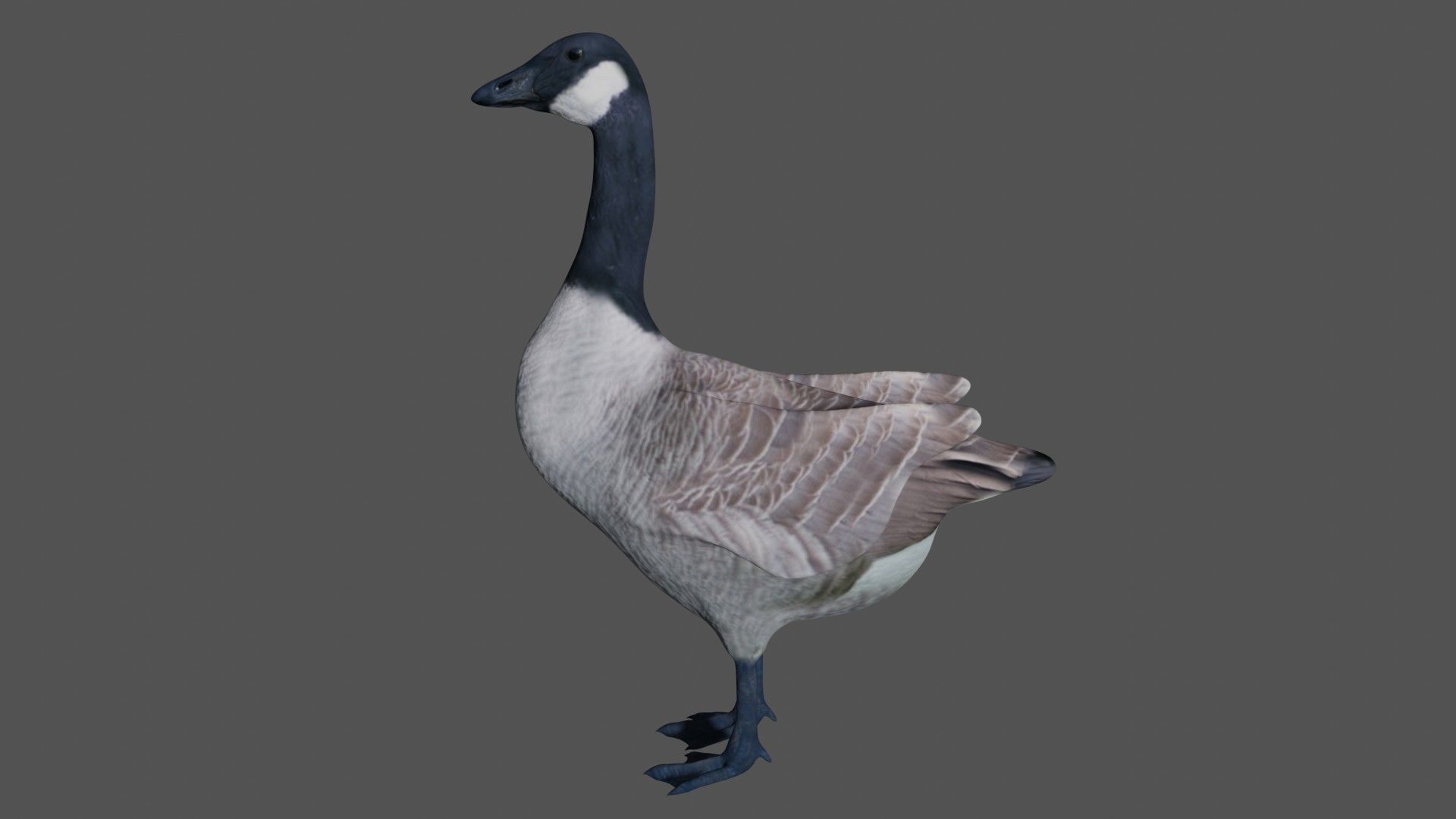 Canadian Goose  3D model_3