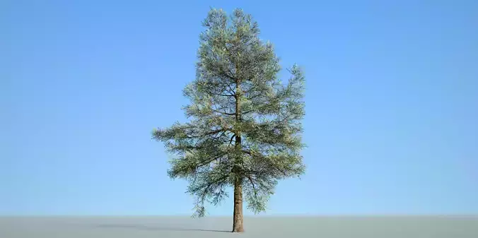 Conifer Tree 002 Low-poly 3D model