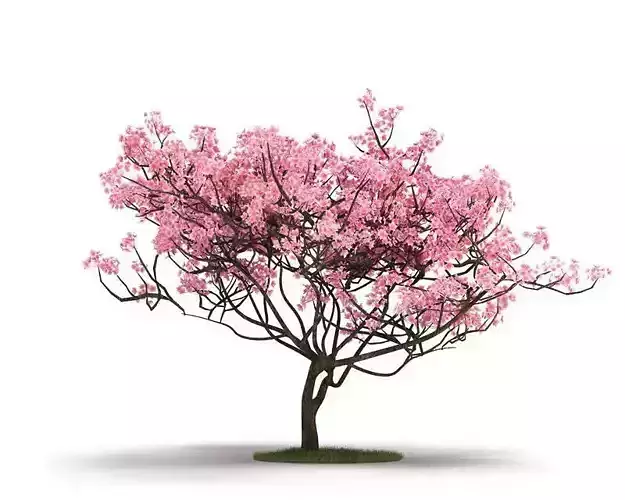 Pink Tree On Grass