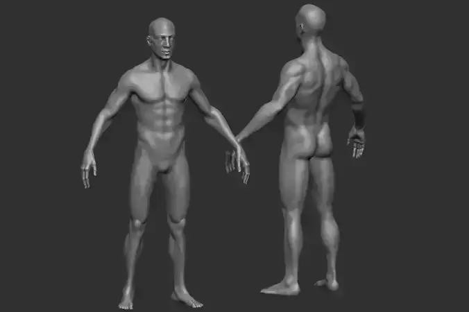 Base Mesh Male Anatomy