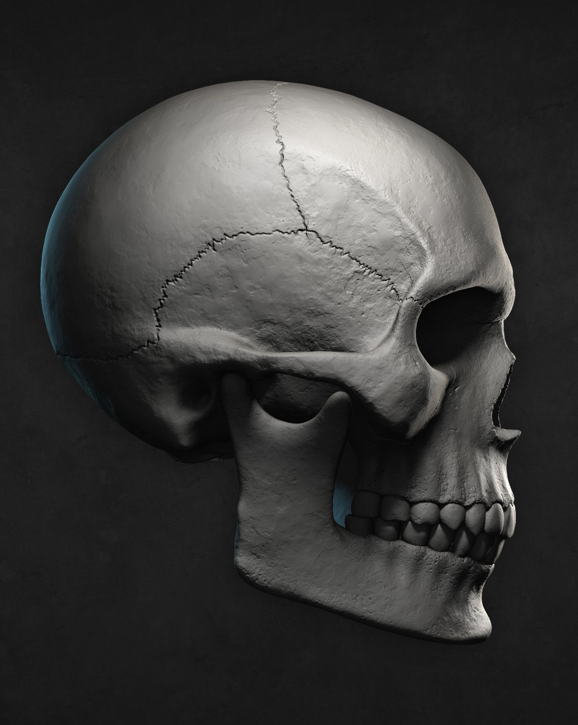 Male Skull for 3D print 3D print model_2
