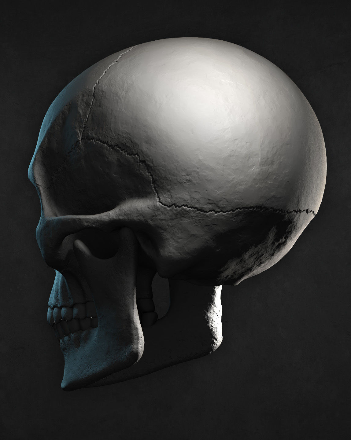 Male Skull for 3D print 3D print model_3