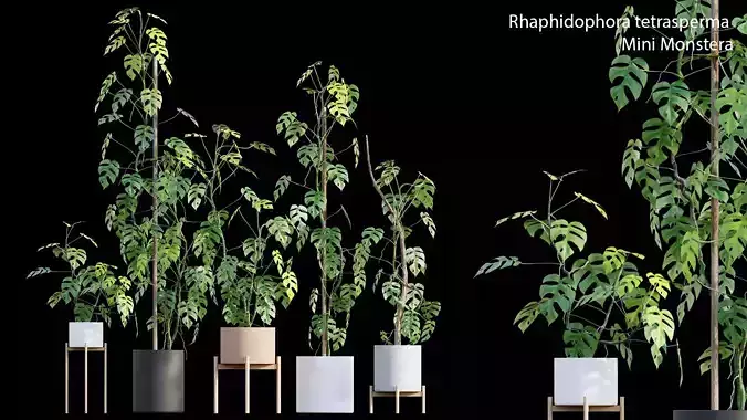 Rhaphidophora tetrasperma - Mini Monstera