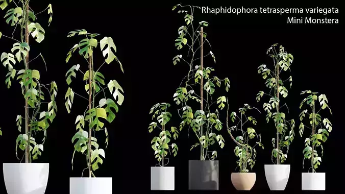 Rhaphidophora tetrasperma var - Mini Monstera - 02