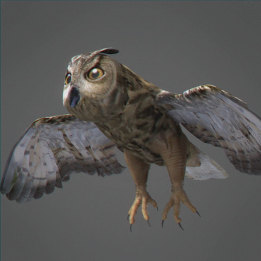 Animated Owl 3D model_3
