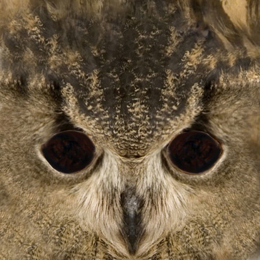 Animated Owl 3D model_12