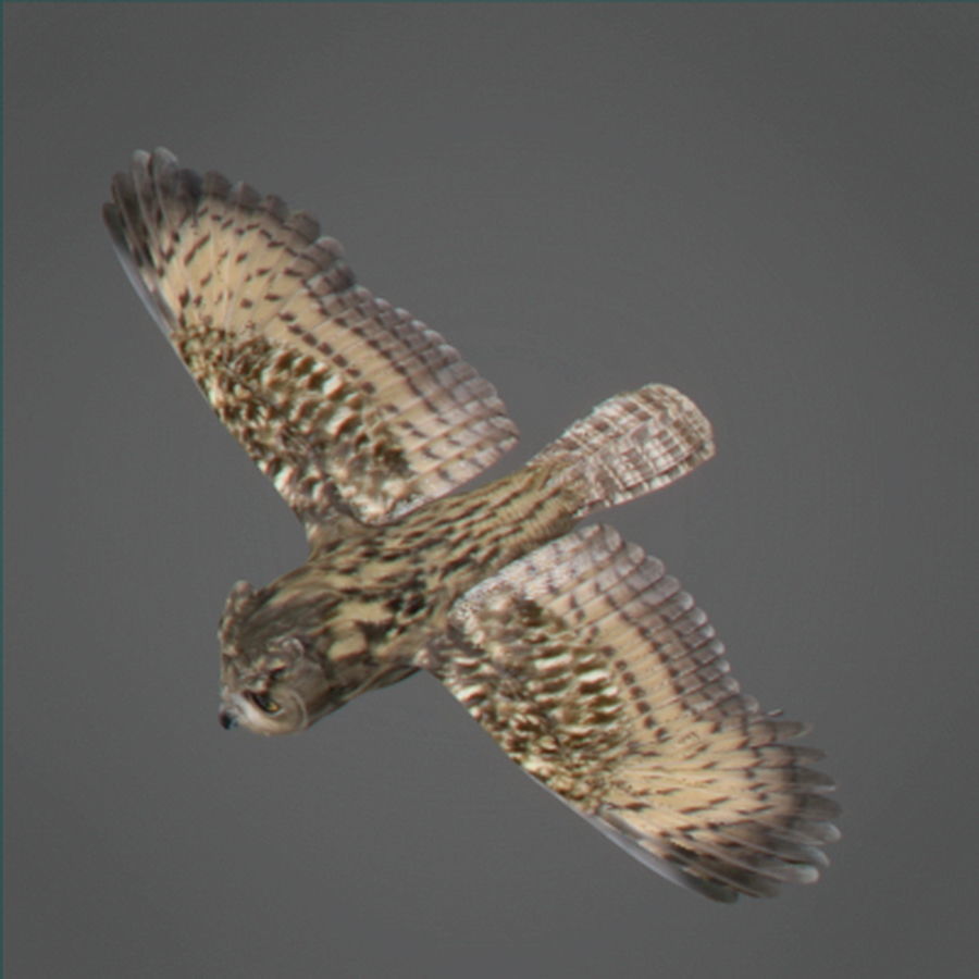 Animated Owl 3D model_5