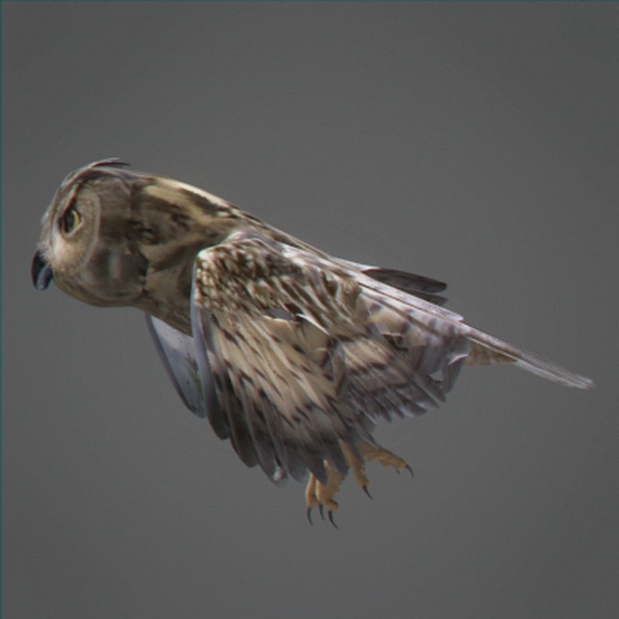 Animated Owl 3D model_2