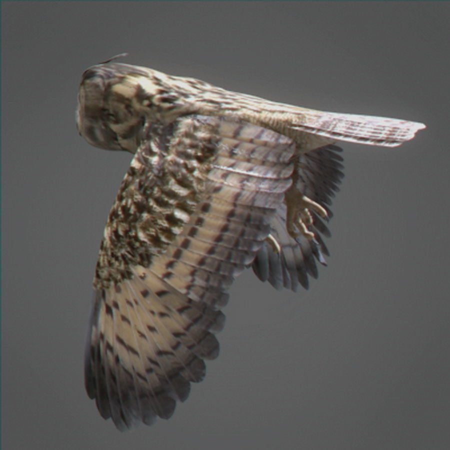 Animated Owl 3D model_6