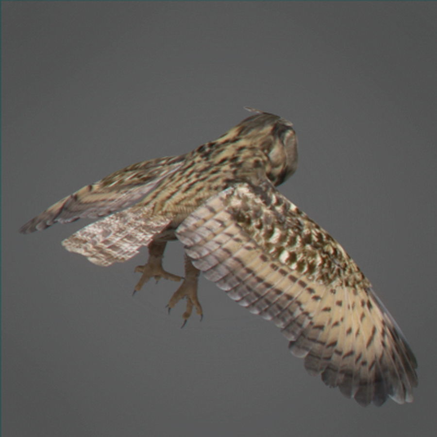 Animated Owl 3D model_7