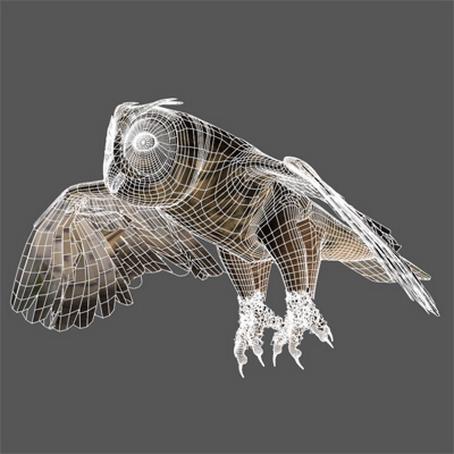 Animated Owl 3D model_11