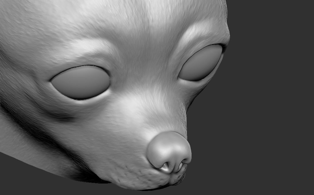 Chihuahua head for 3D printing 3D print model_21